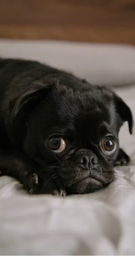 Divórcio em Cartório: as OITO respostas que você precisa conhecer